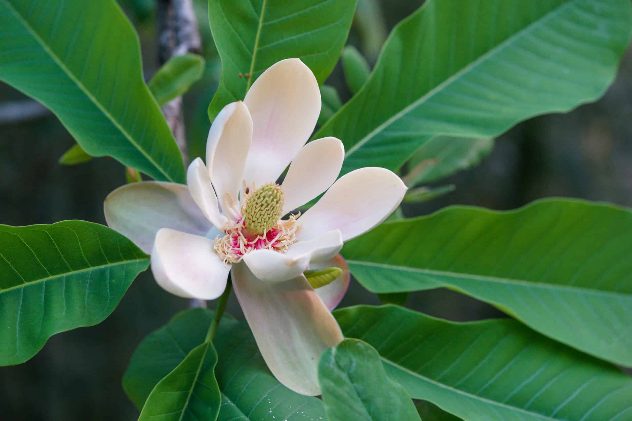 Houpu Magnolia