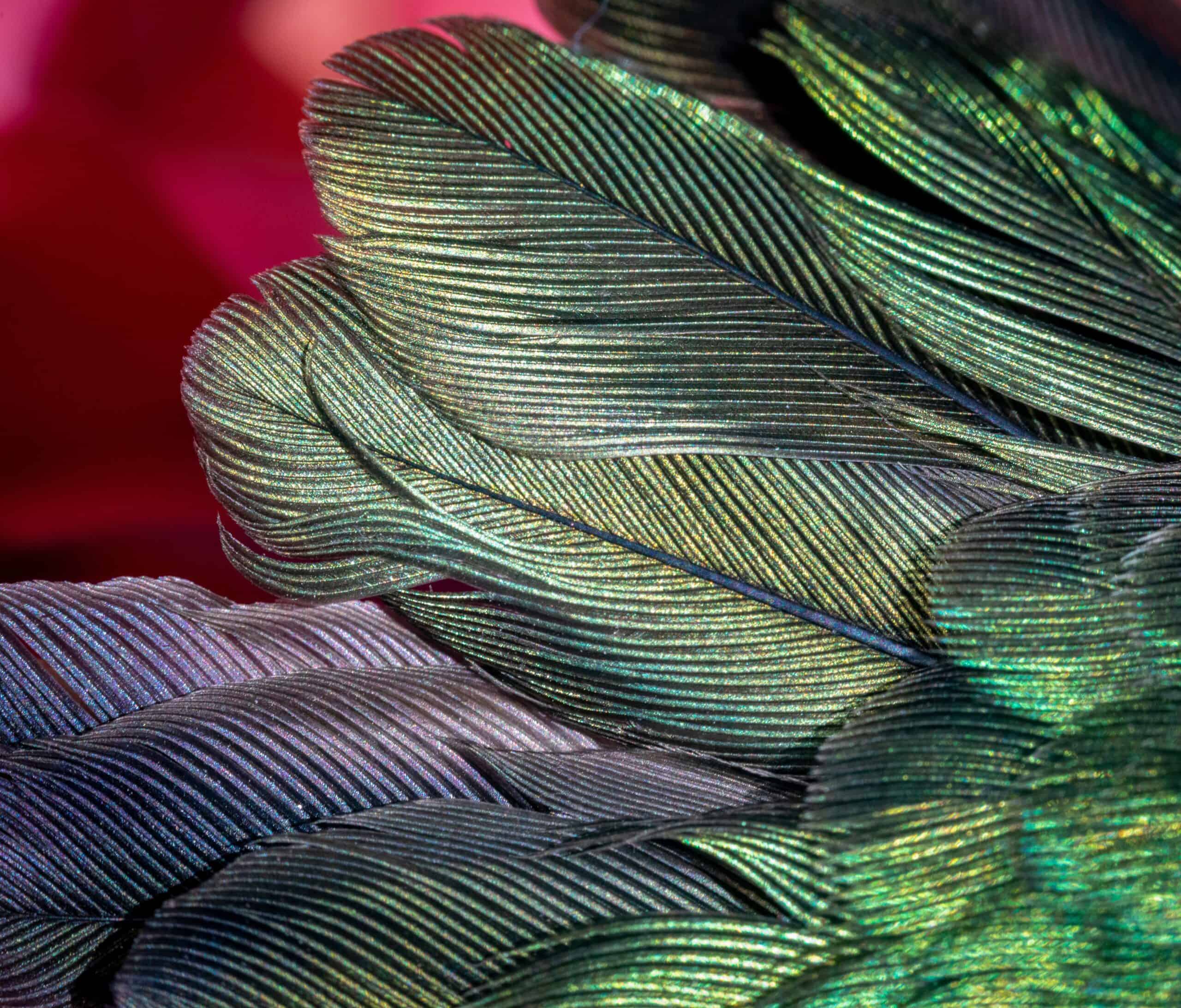 Hummingbird Feather