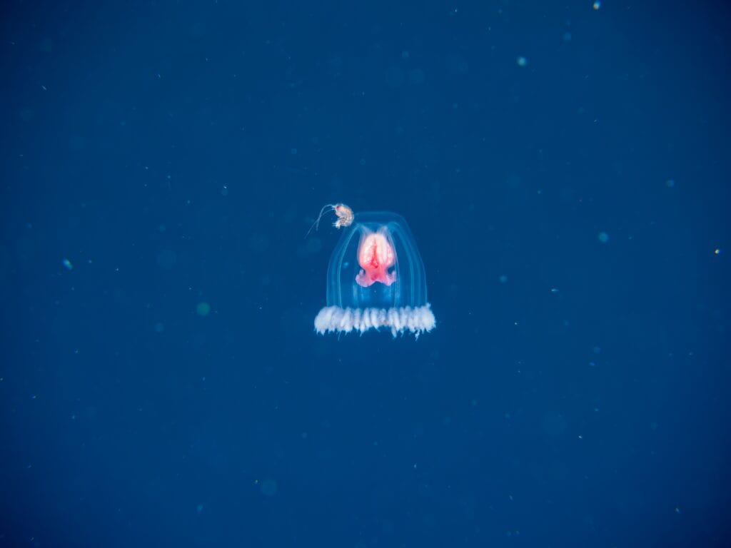 Immortal Jellyfish