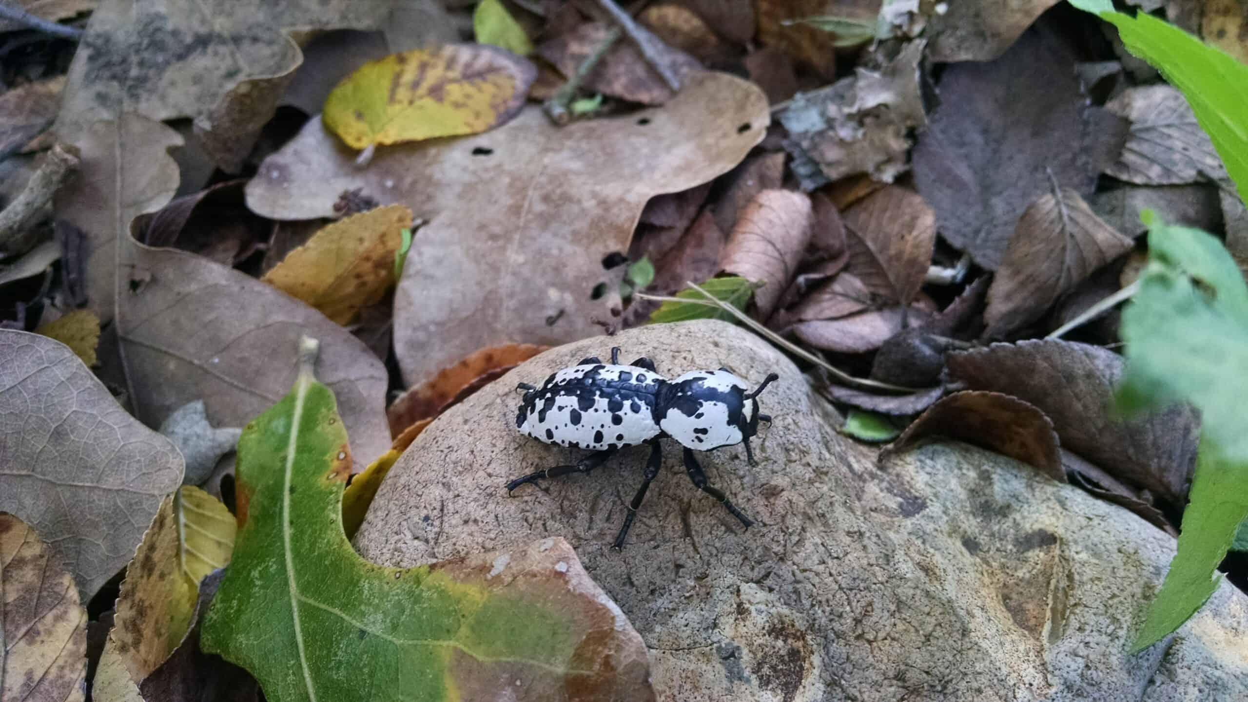 Ironclad Beetle (Zopherus nodulosus haldemani)