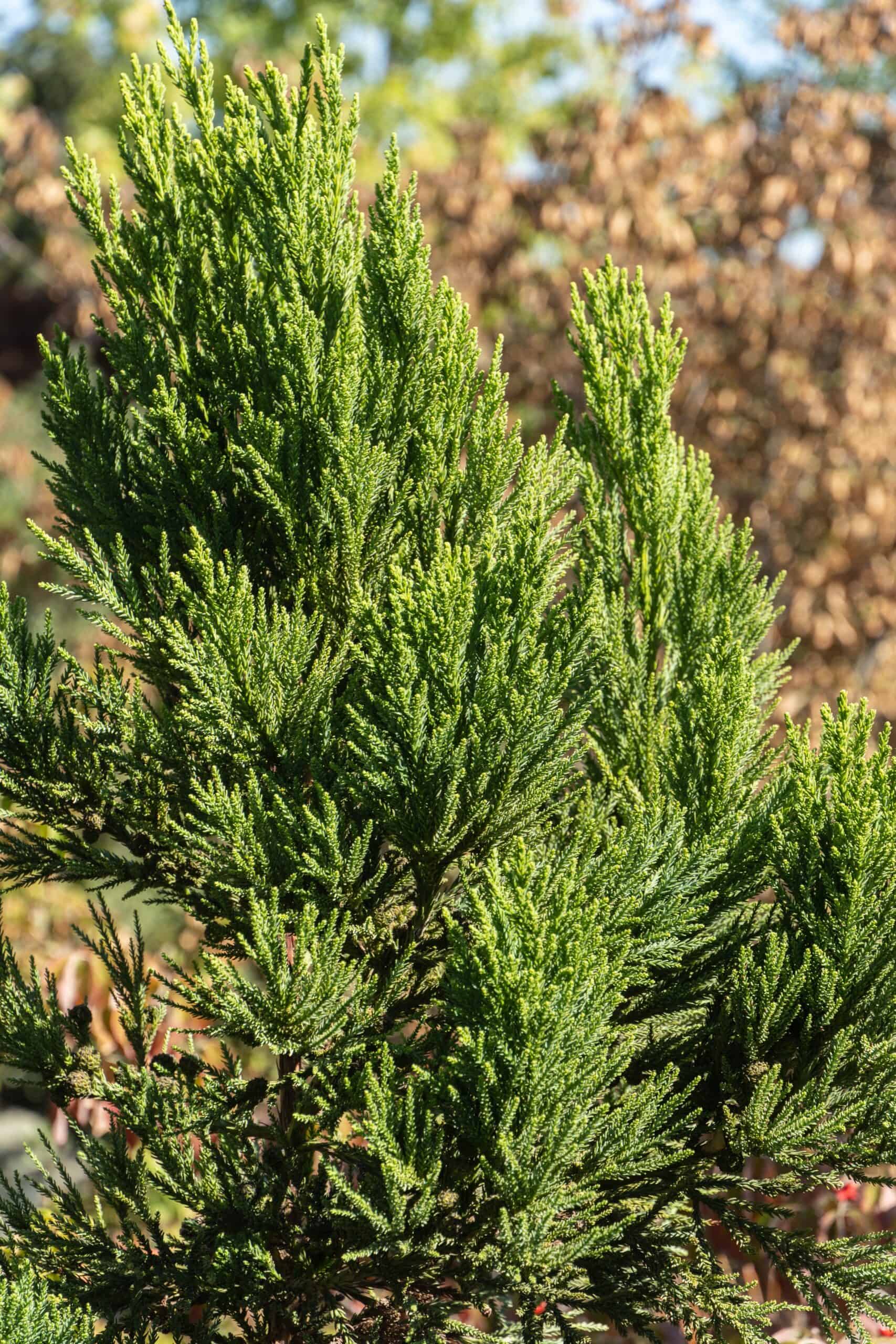 Japanese Sugi Pine (Cryptomeria japonica)