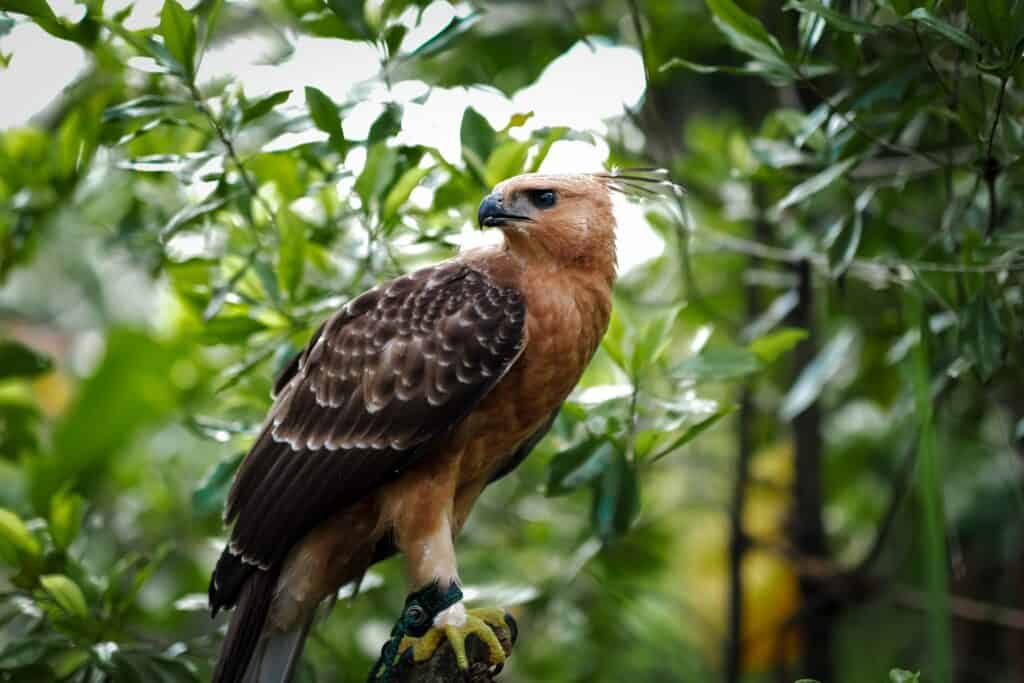 Javan Hawk-Eagle