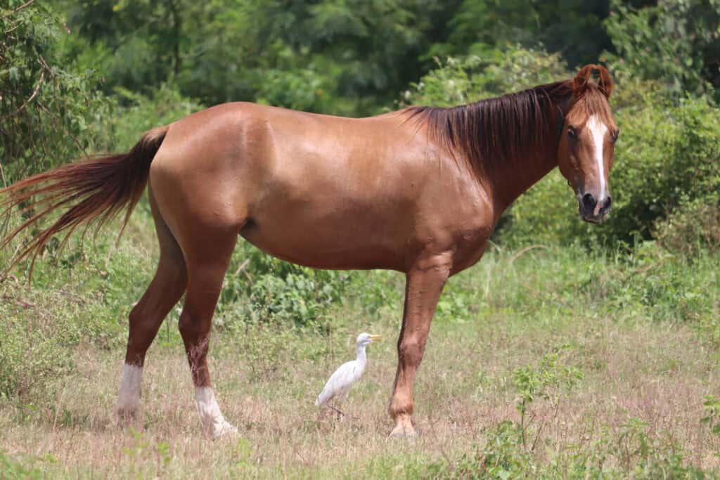 Kathiawari Horse