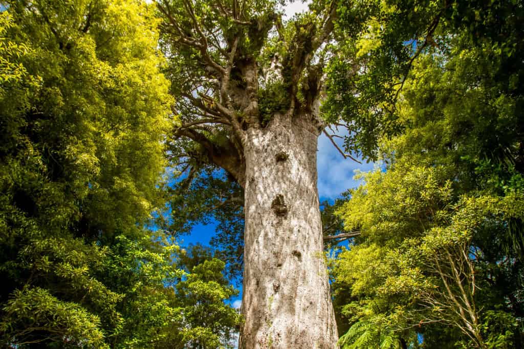 Kauri Tree