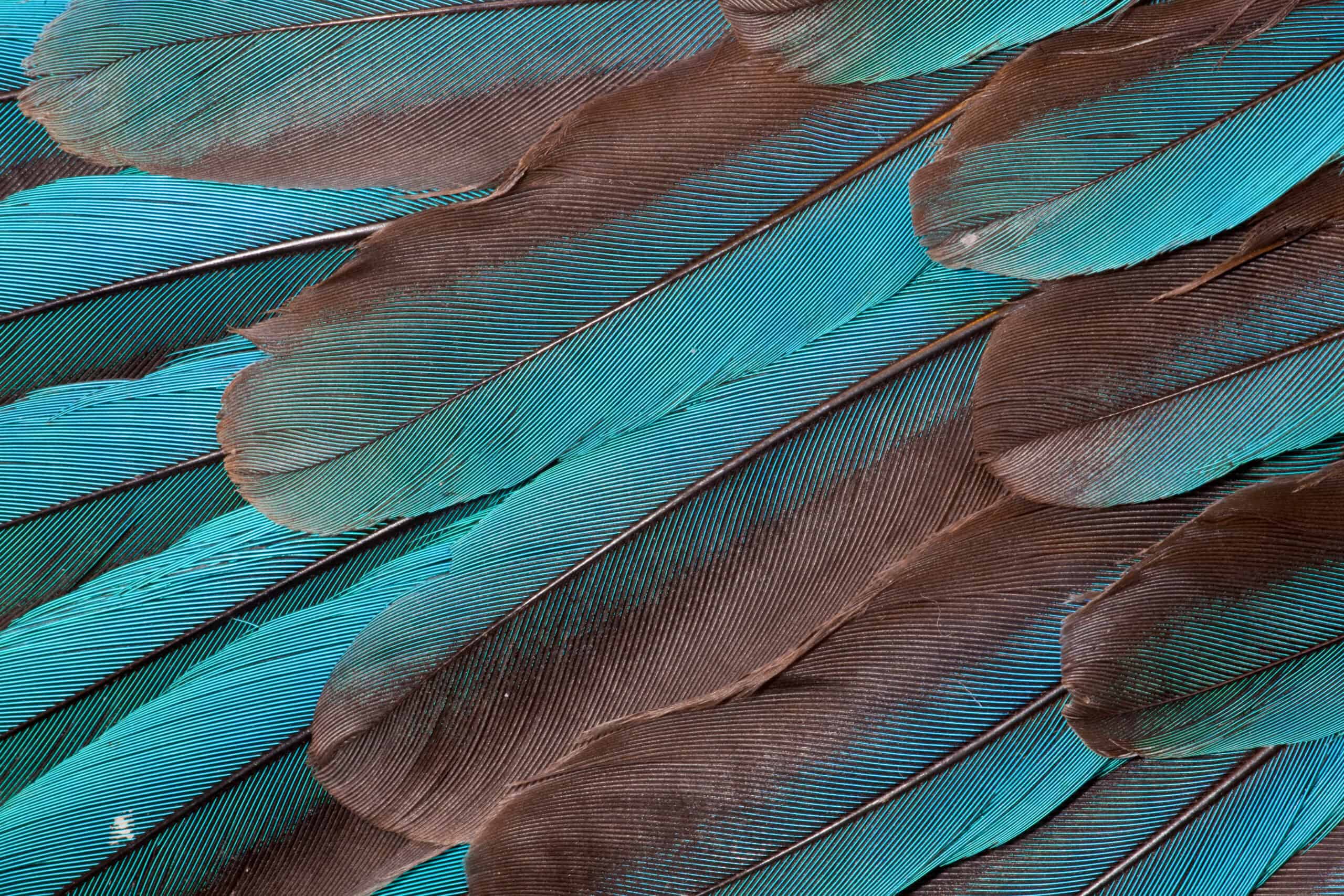 Kingfisher Feather