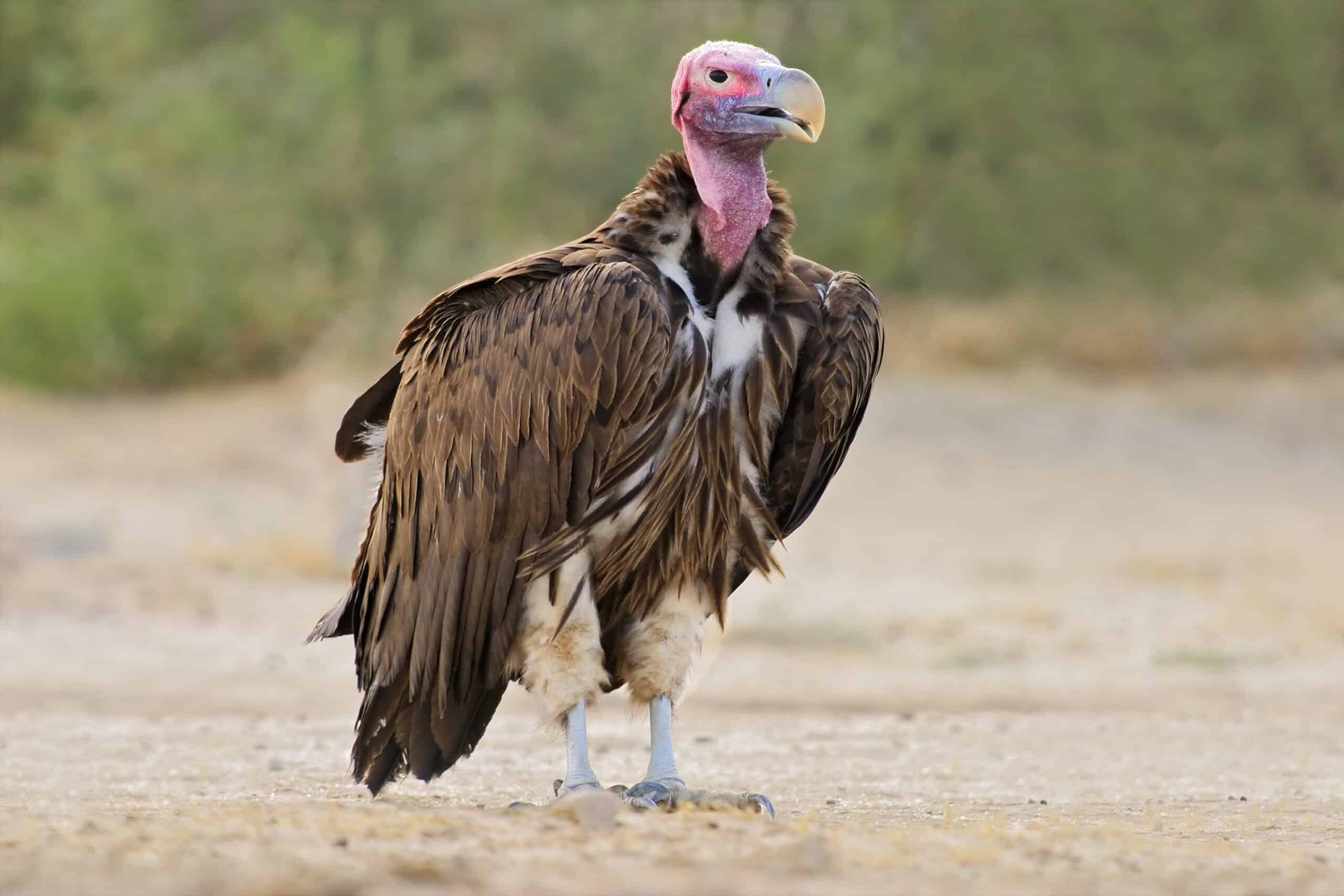 Lappet-faced Vulture Feather