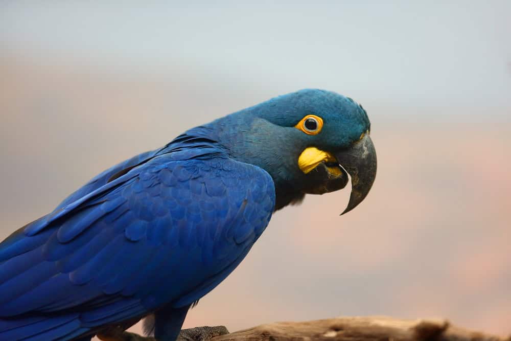 Lear's Macaw