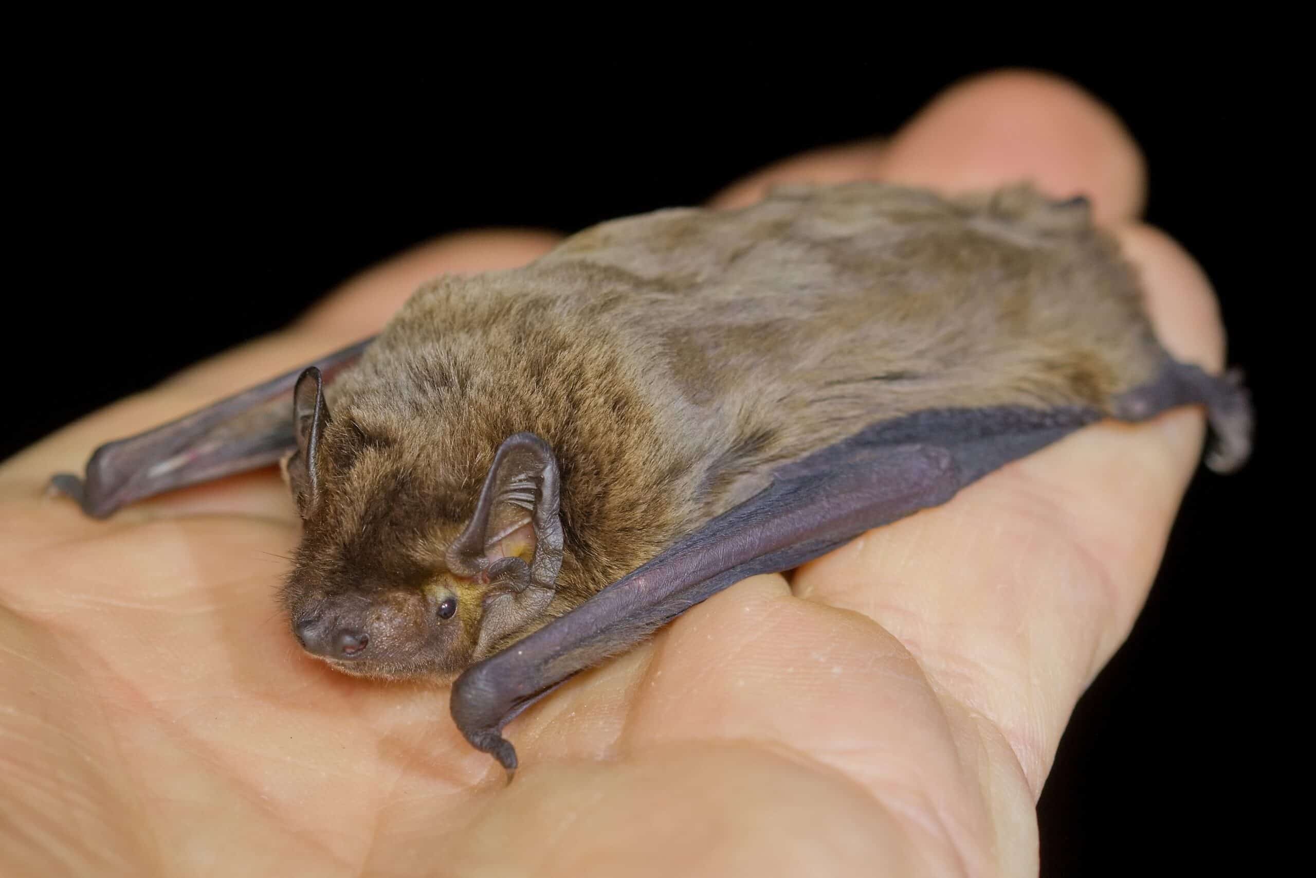 Leisler’s Bat