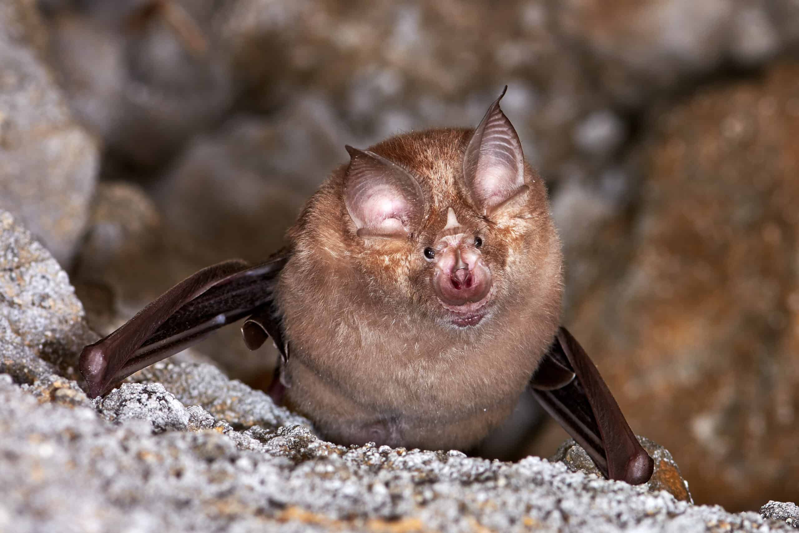 Lesser Horseshoe Bat