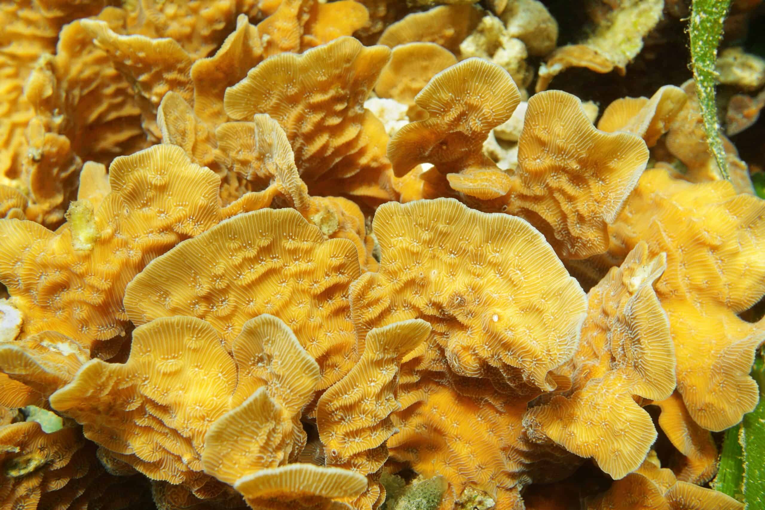 Lettuce Coral (Agaricia tenuifolia)