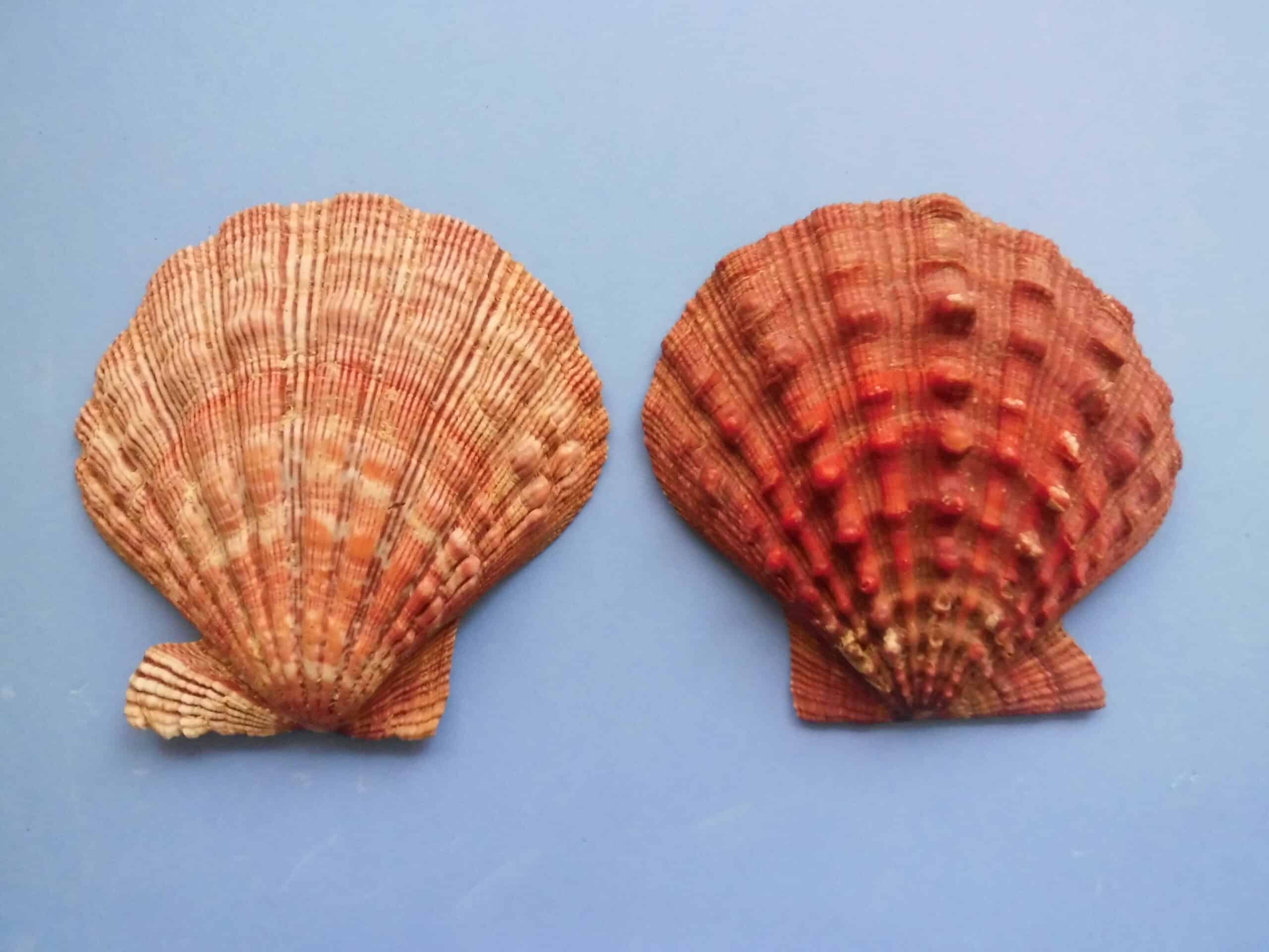 Lion’s Paw Scallop (Nodipecten nodosus)