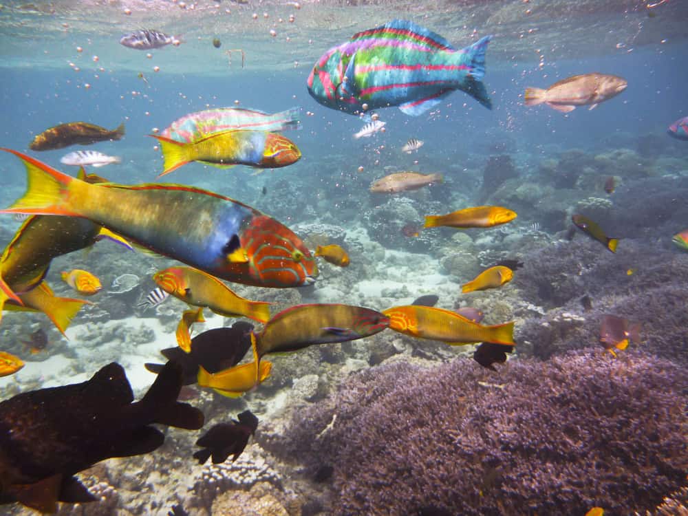 Lord Howe Island Marine Park Coral Reef