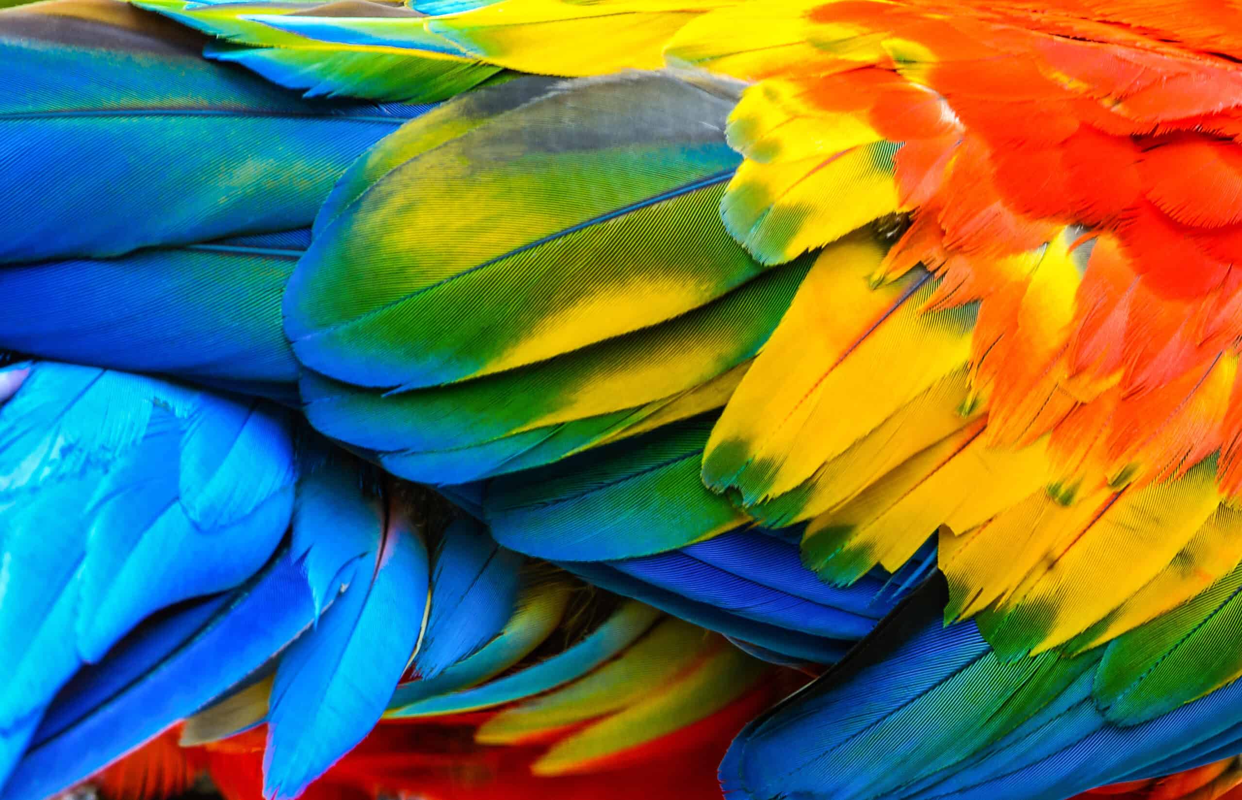 Macaw Feather