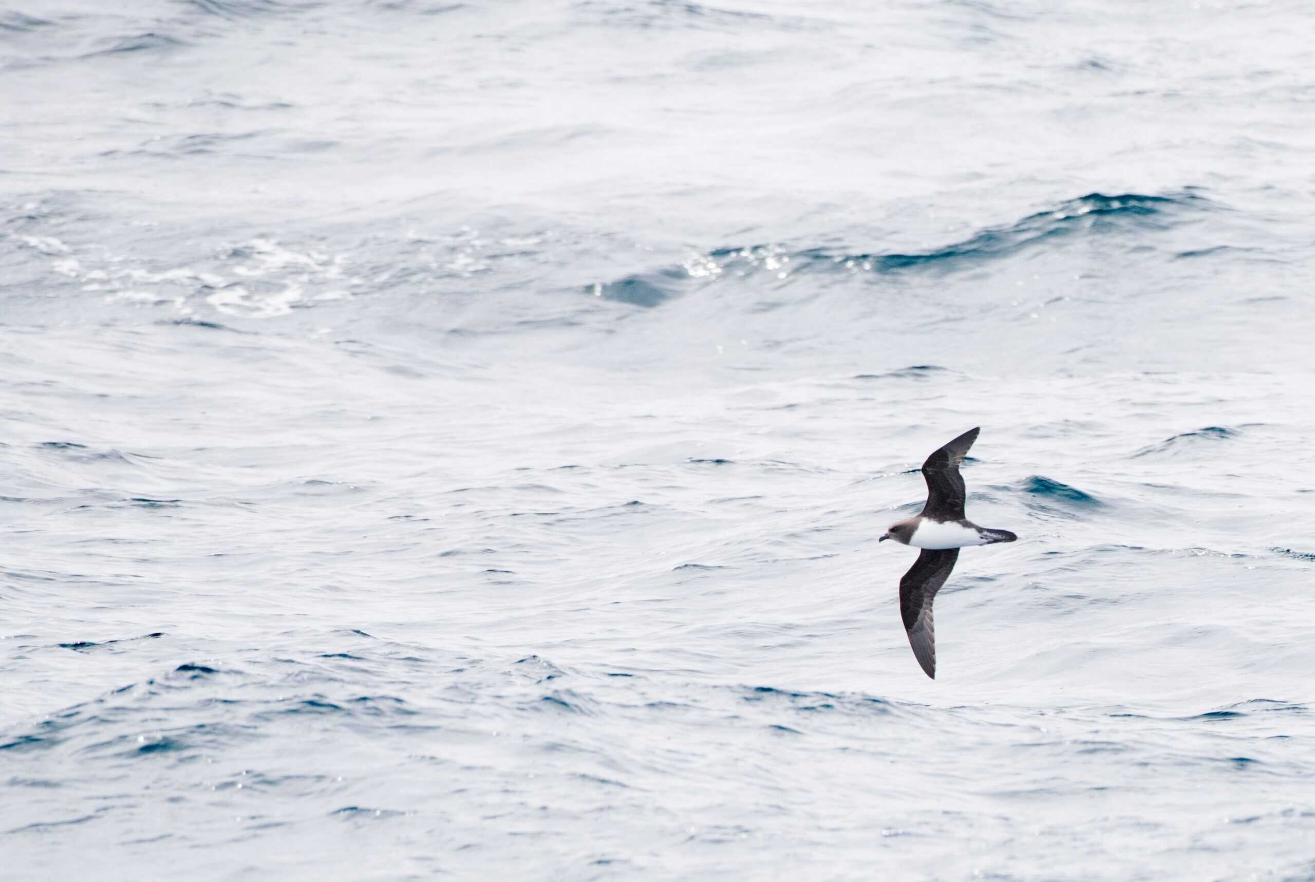 Magenta Petrel