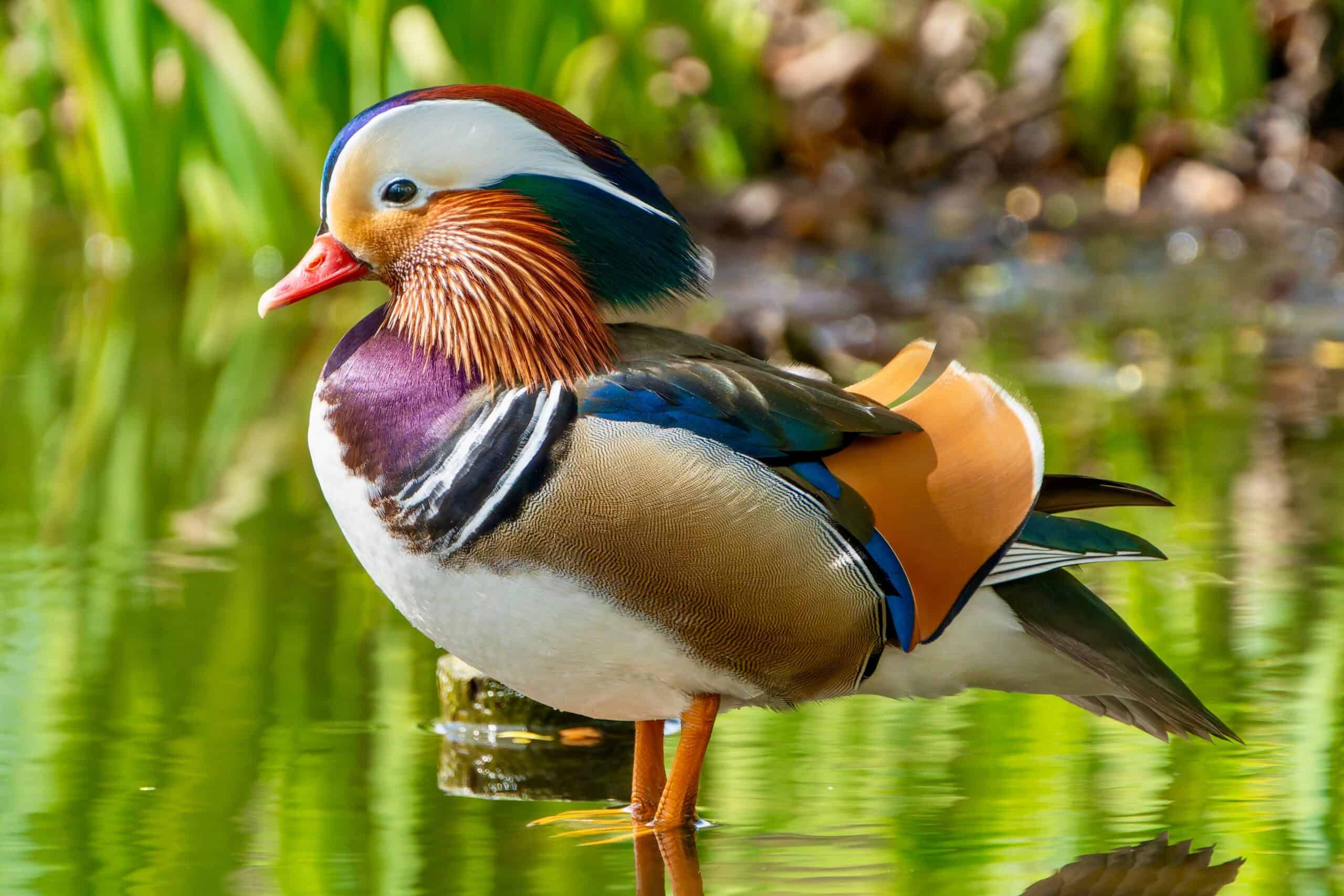 Mandarin Duck Feather