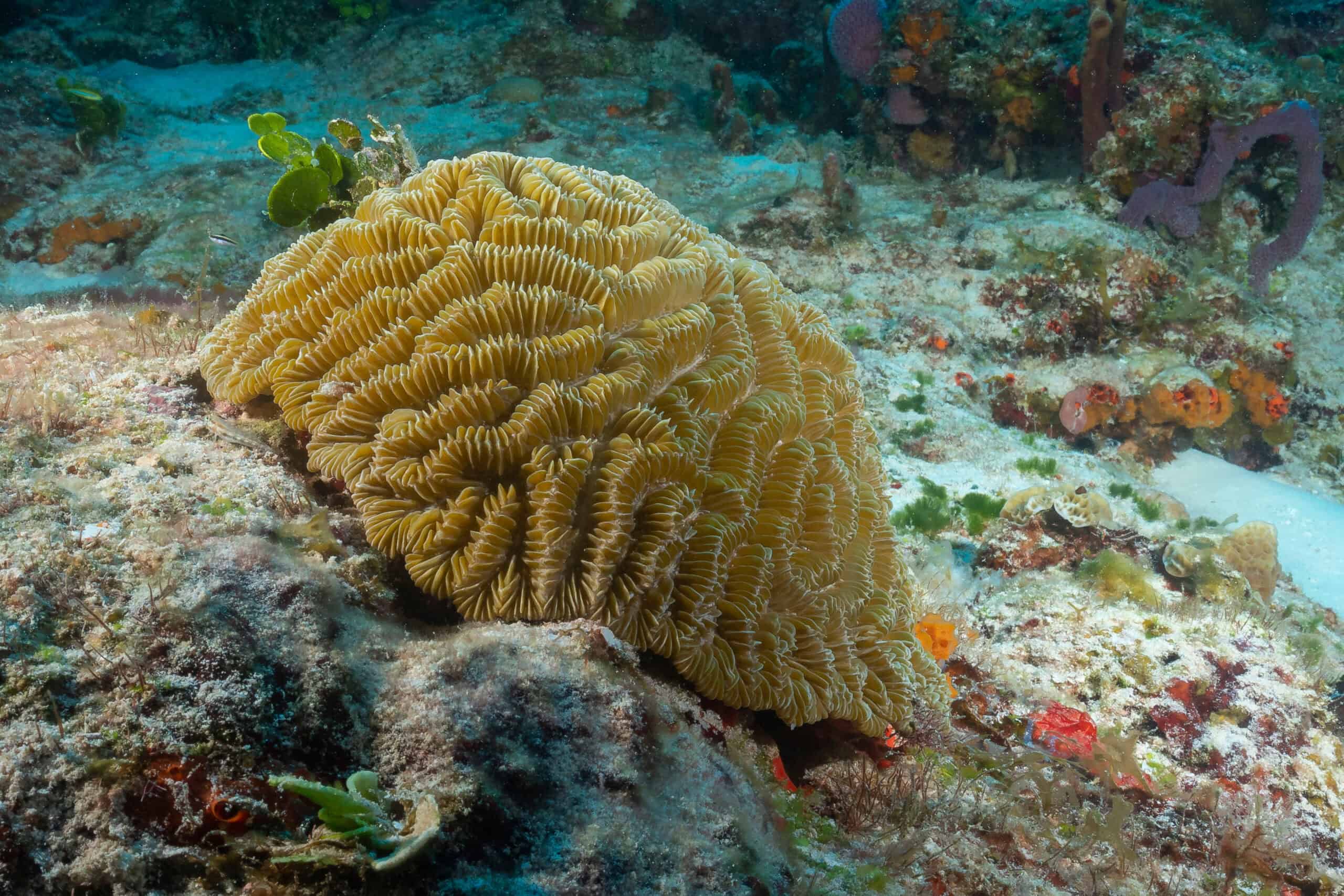 Maze Coral (Meandrina meandrites)