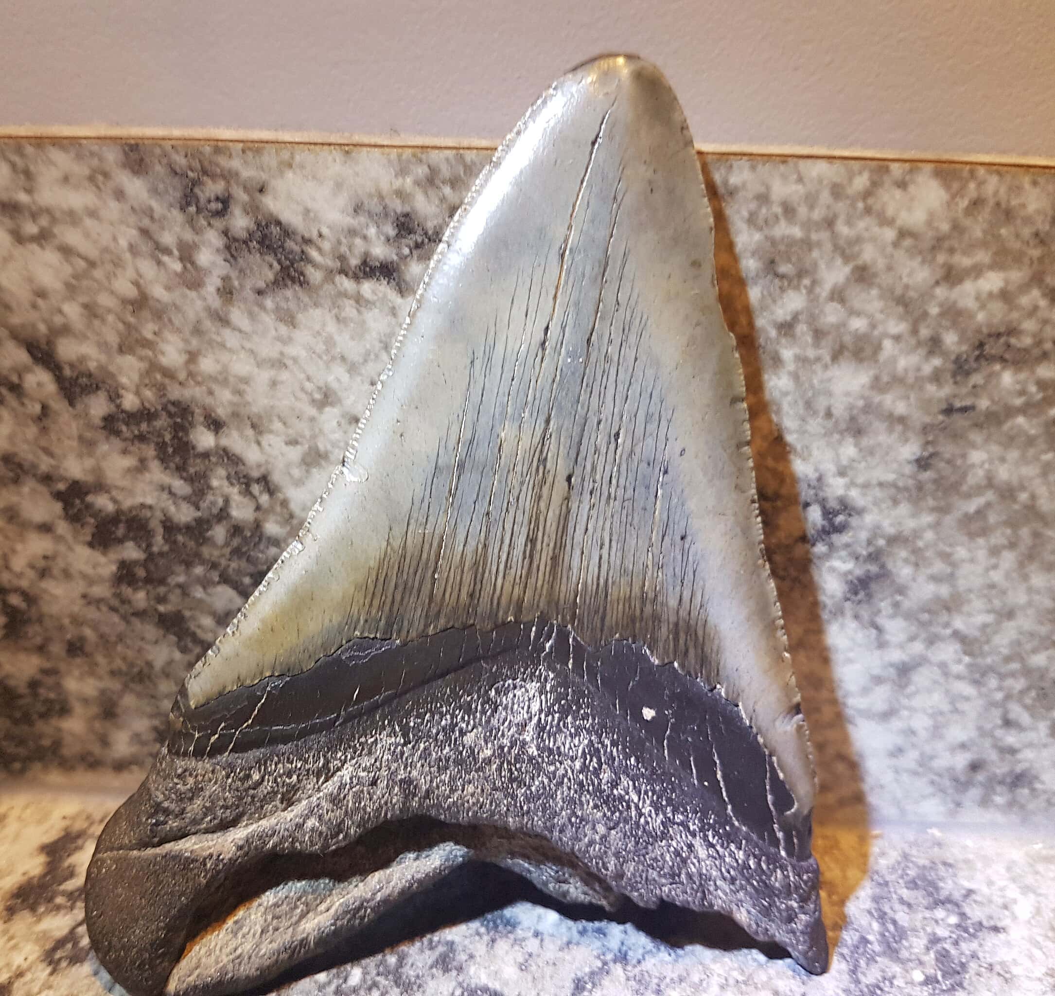 Megalodon Tooth