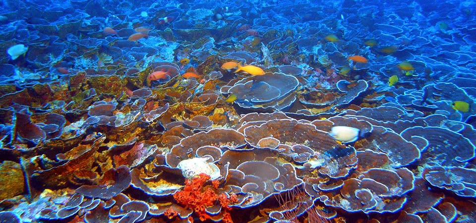 Mesophotic Coral Ecosystems