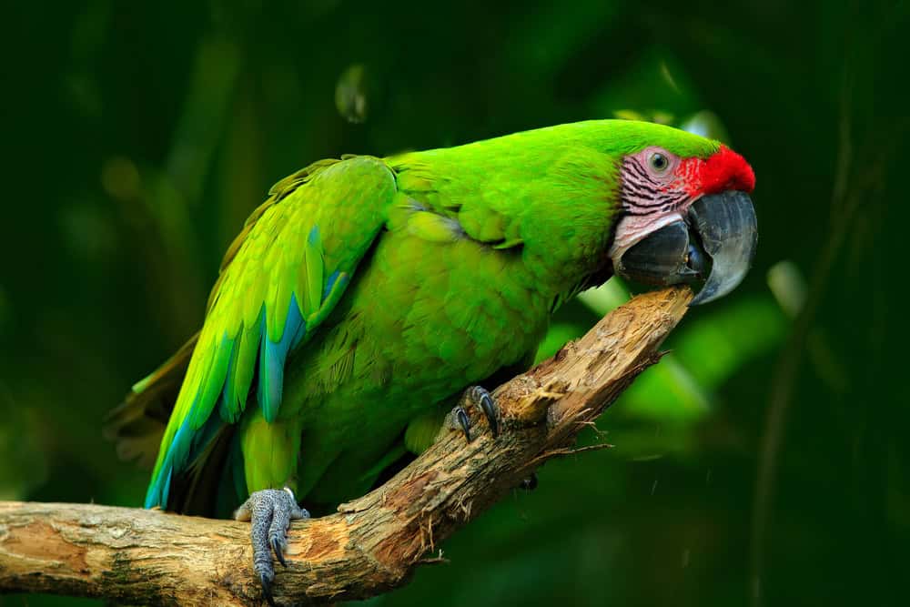 Military Macaw biting a tree branch