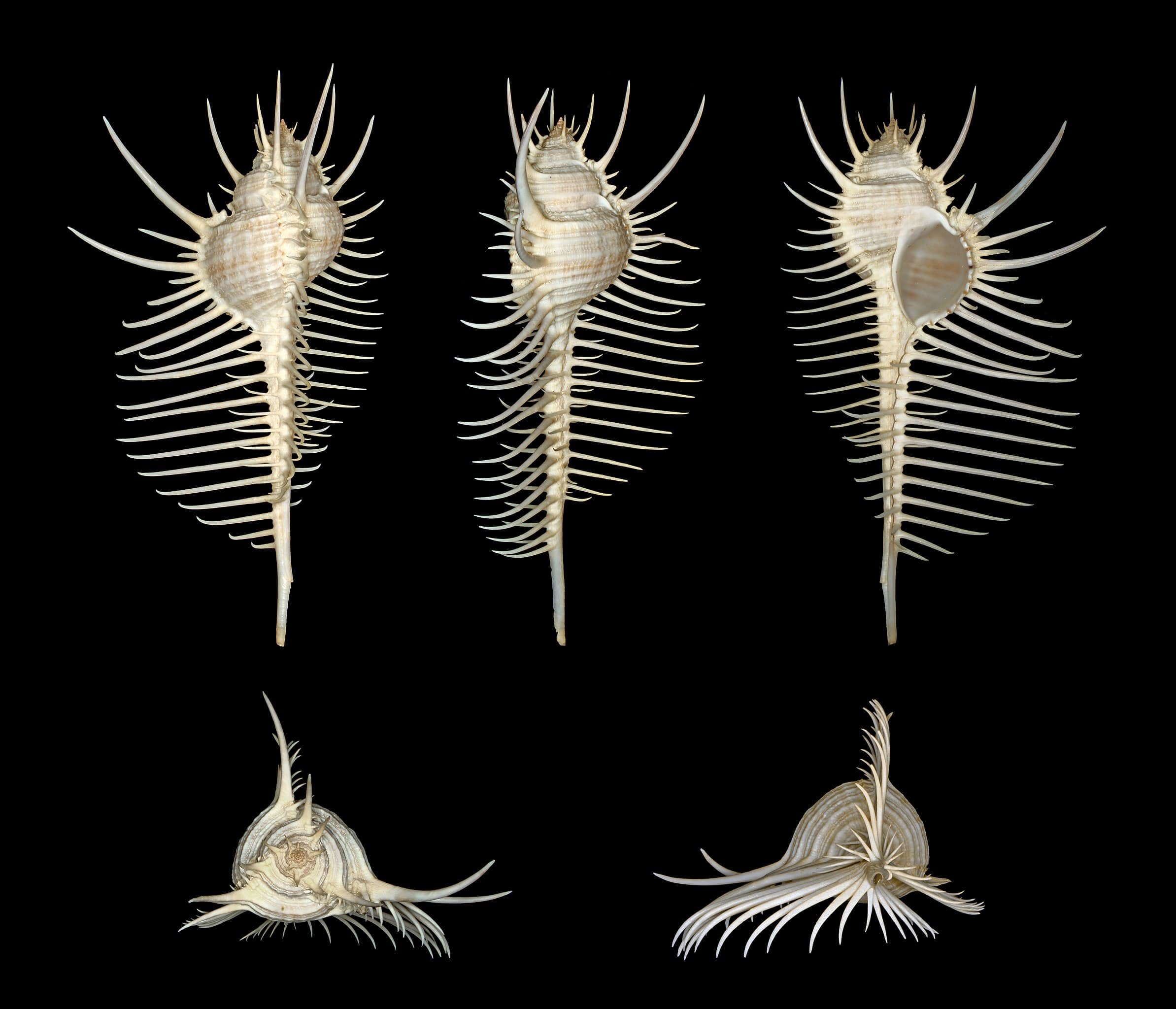 Murex pecten