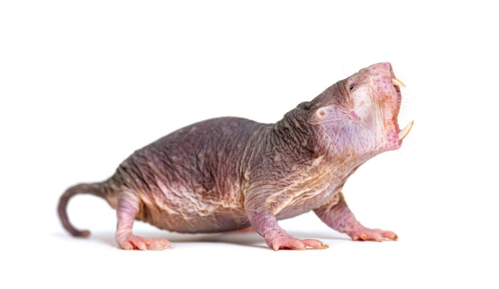 Naked Mole-Rat