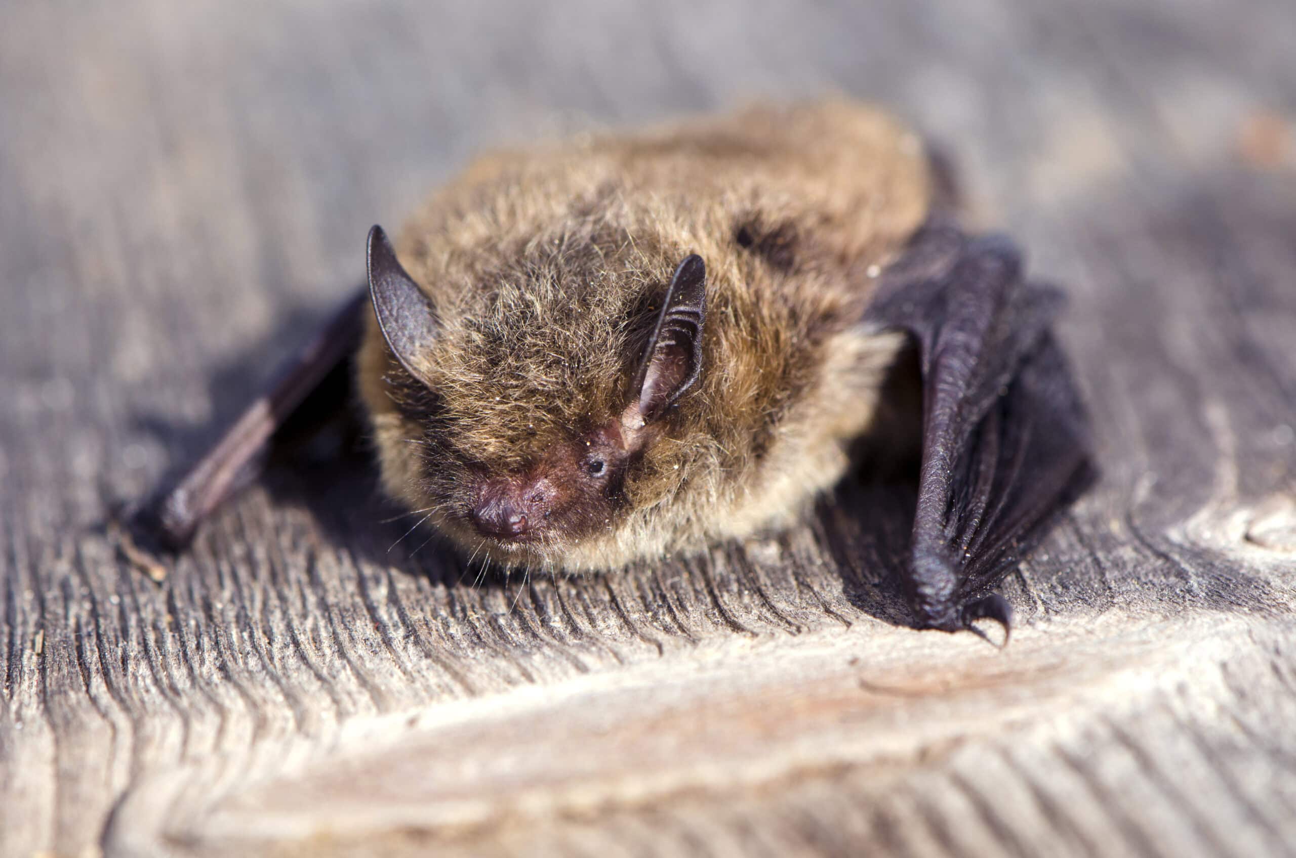 Nathusius' Pipistrelle