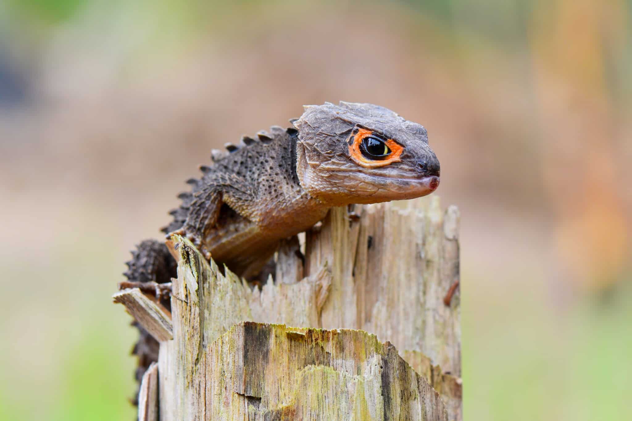 17 Rarely Seen Reptile Species - Rarest.org