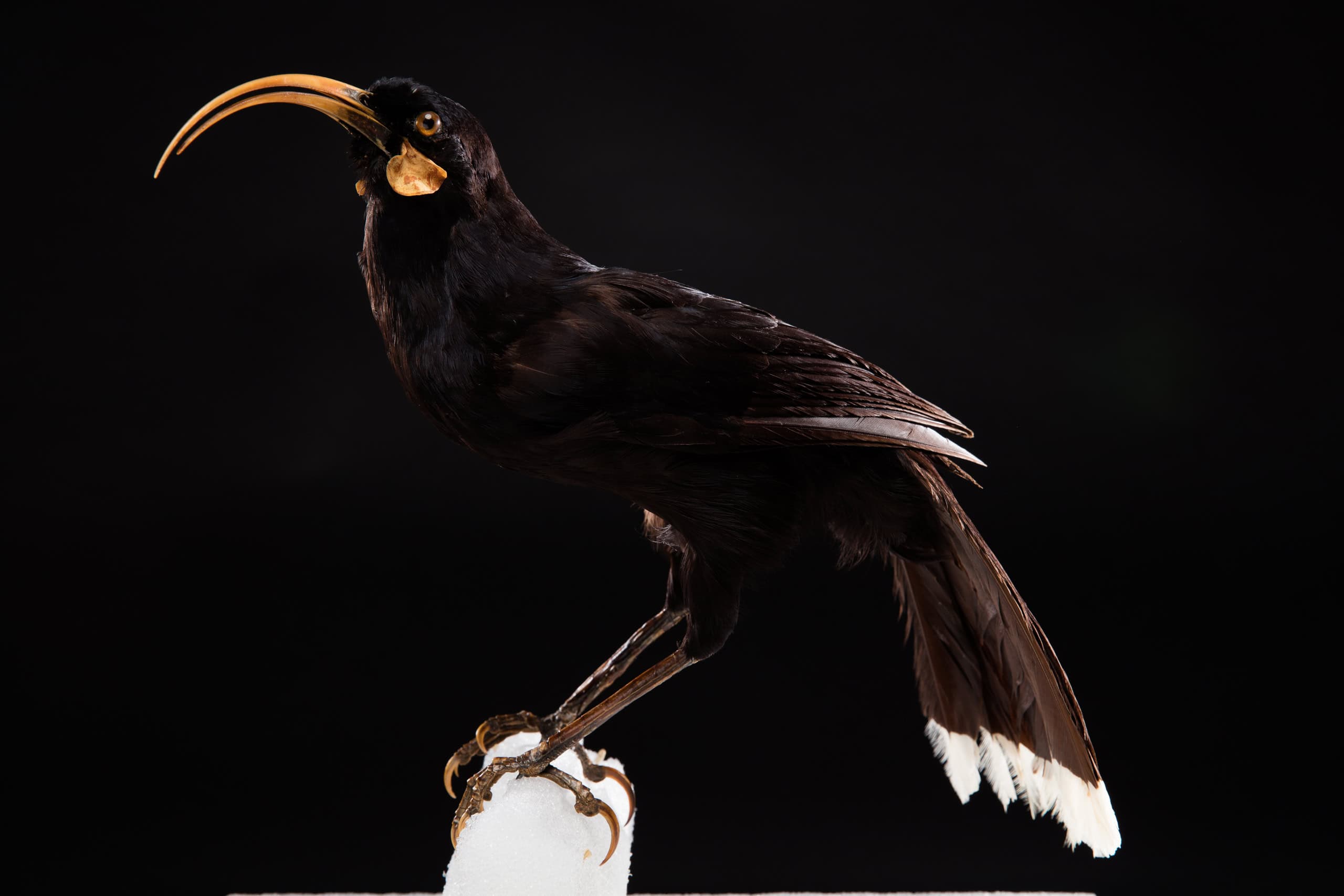 New Zealand Huia Bird Feather