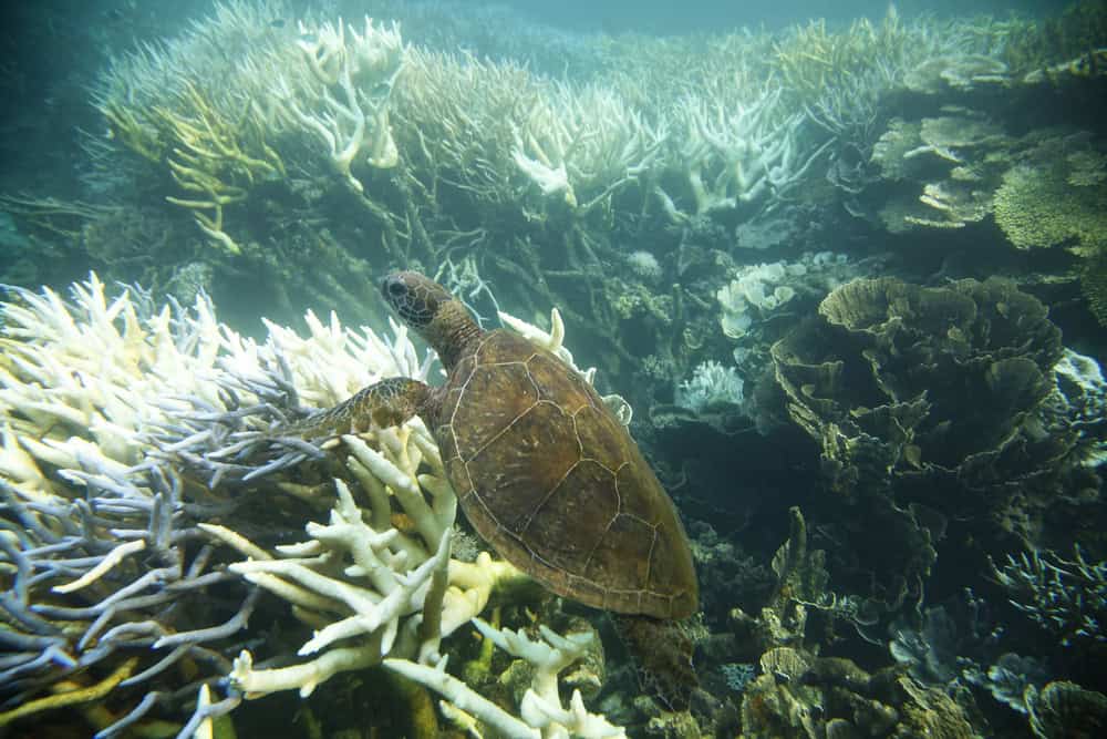 Ningaloo Reef coral