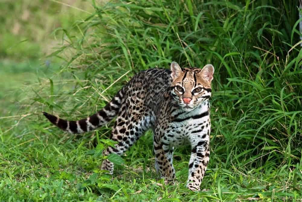 Ocelot