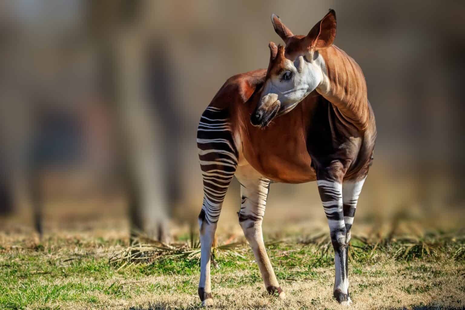 19 Unusual Mammals Thriving in Extreme Environments - Rarest.org