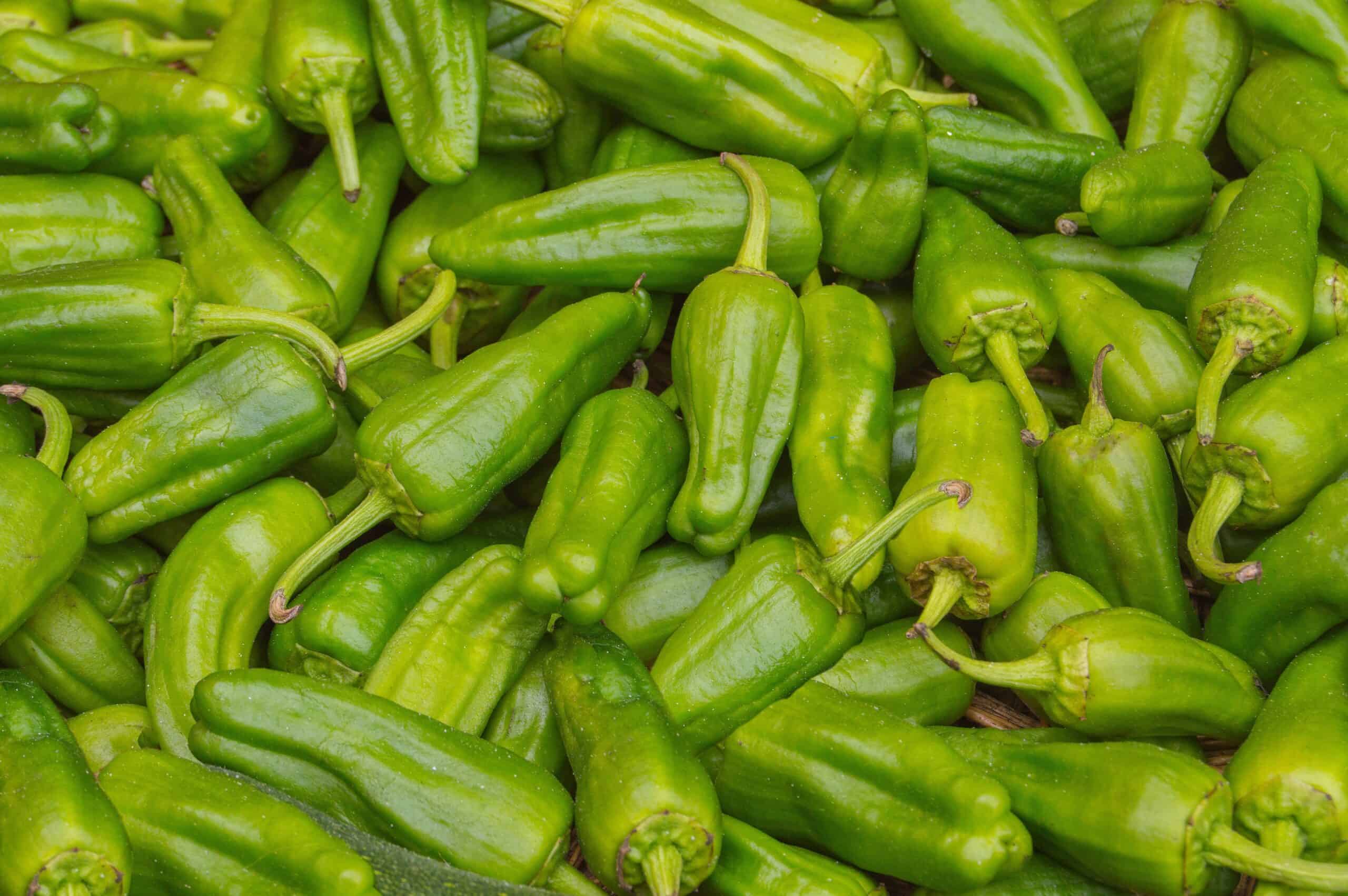 Padrón Peppers