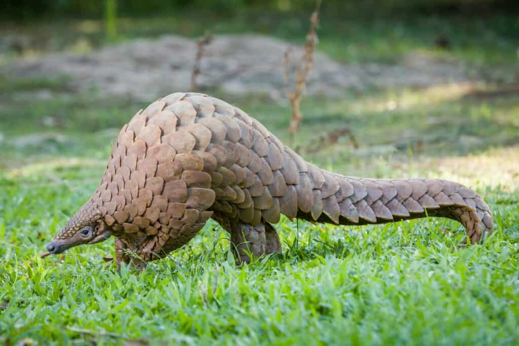 Pangolin