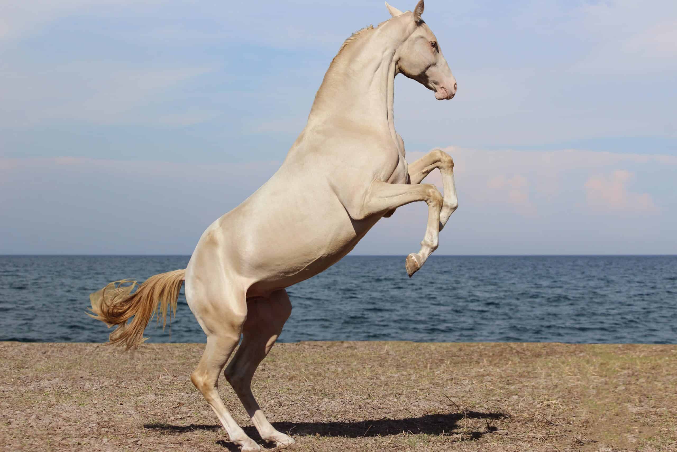 Pearl horse