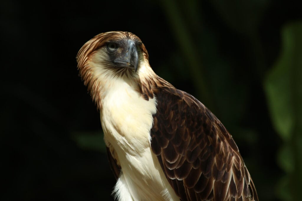 Philippine Eagle