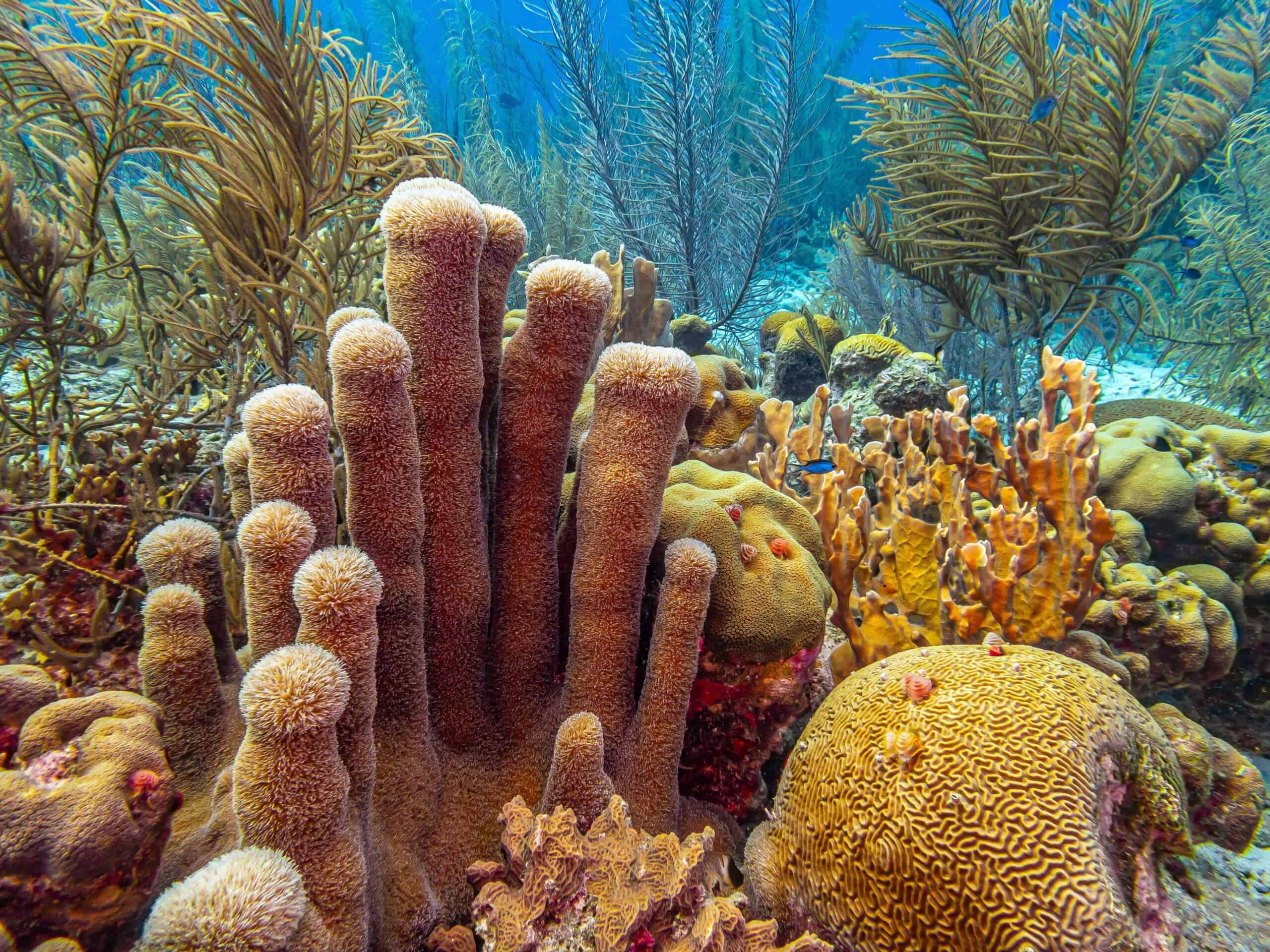 Pillar Coral (Dendrogyra cylindrus)