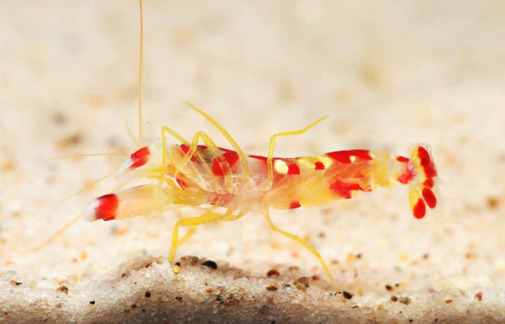 Pistol Shrimp