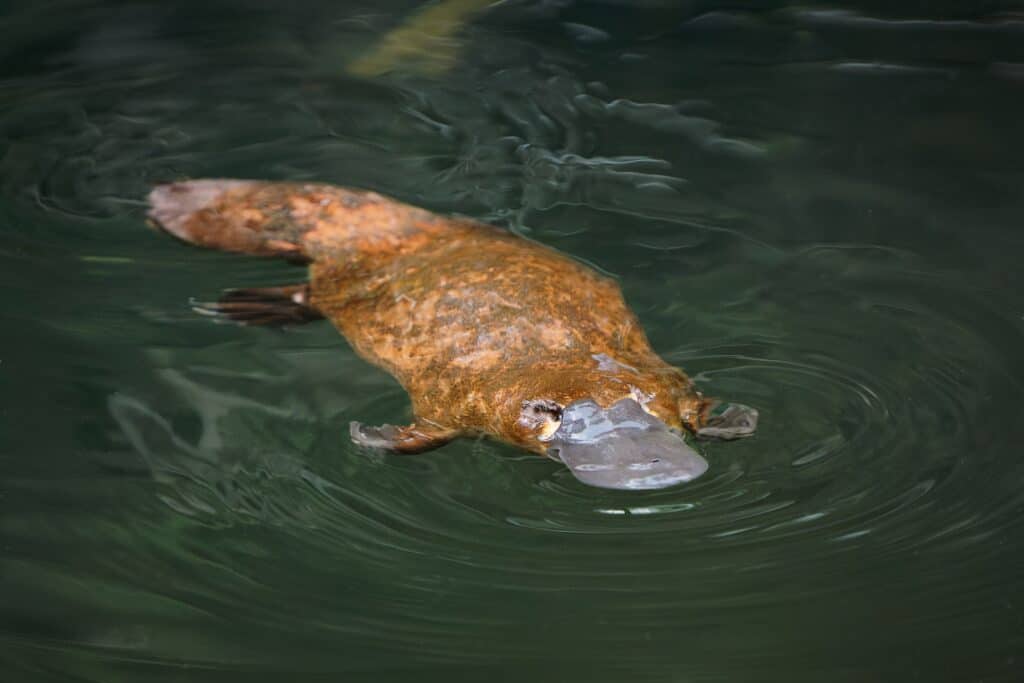 platypus