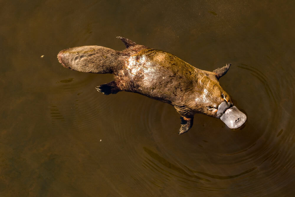 Platypus