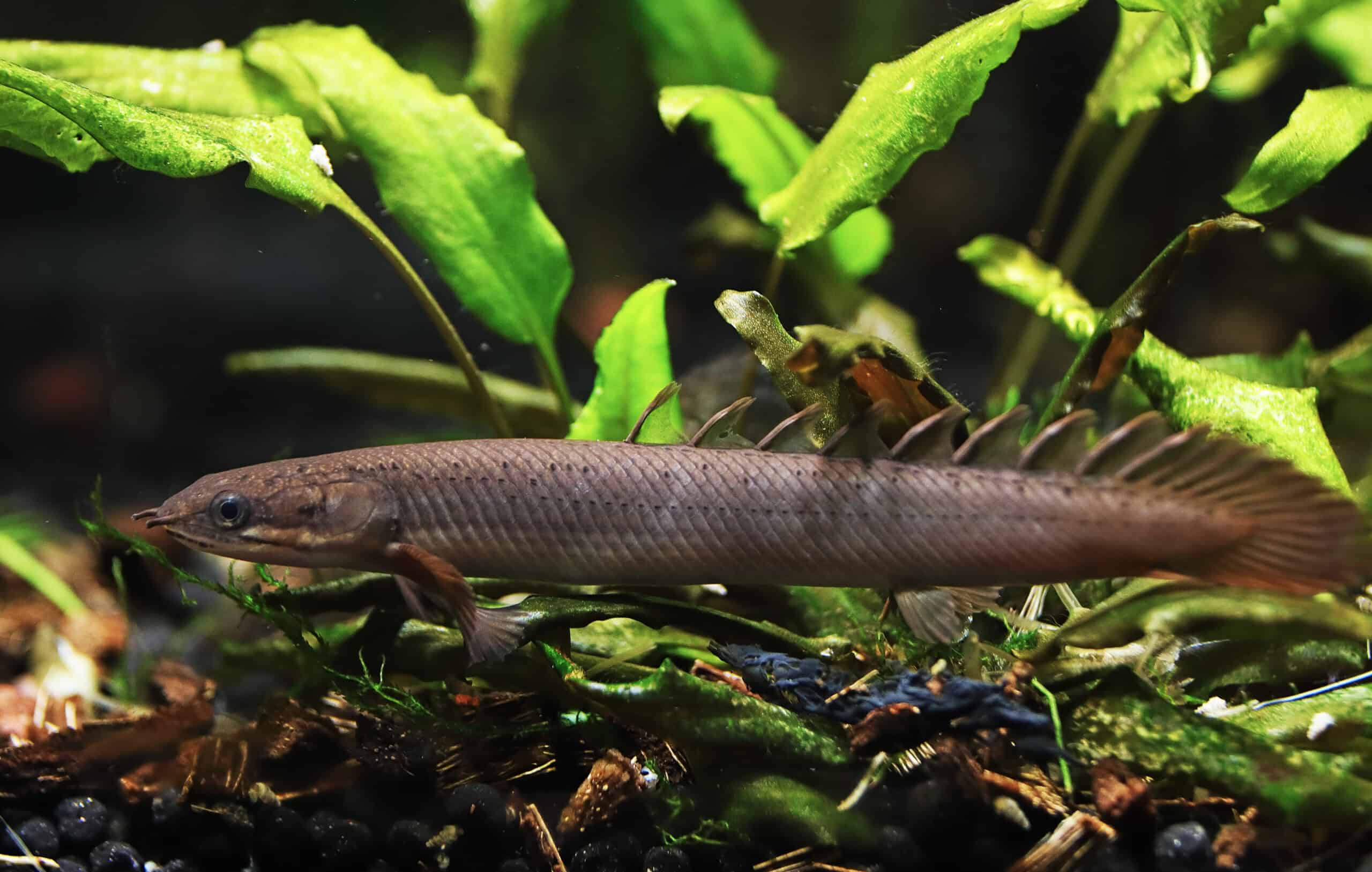 Polypterus senegalus