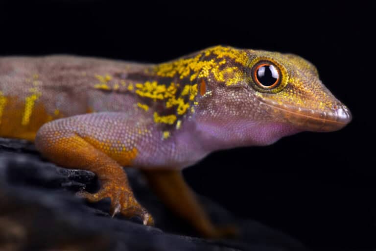 17 Rarely Seen Reptile Species - Rarest.org