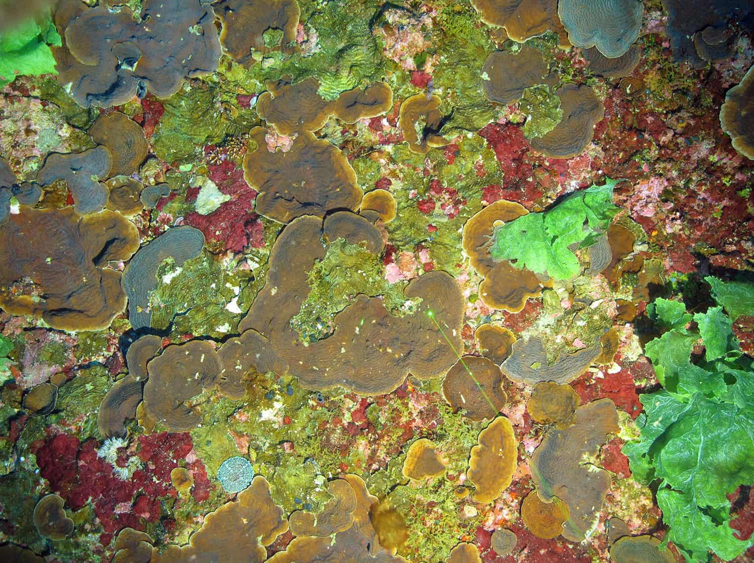 Pulley Ridge coral reefs