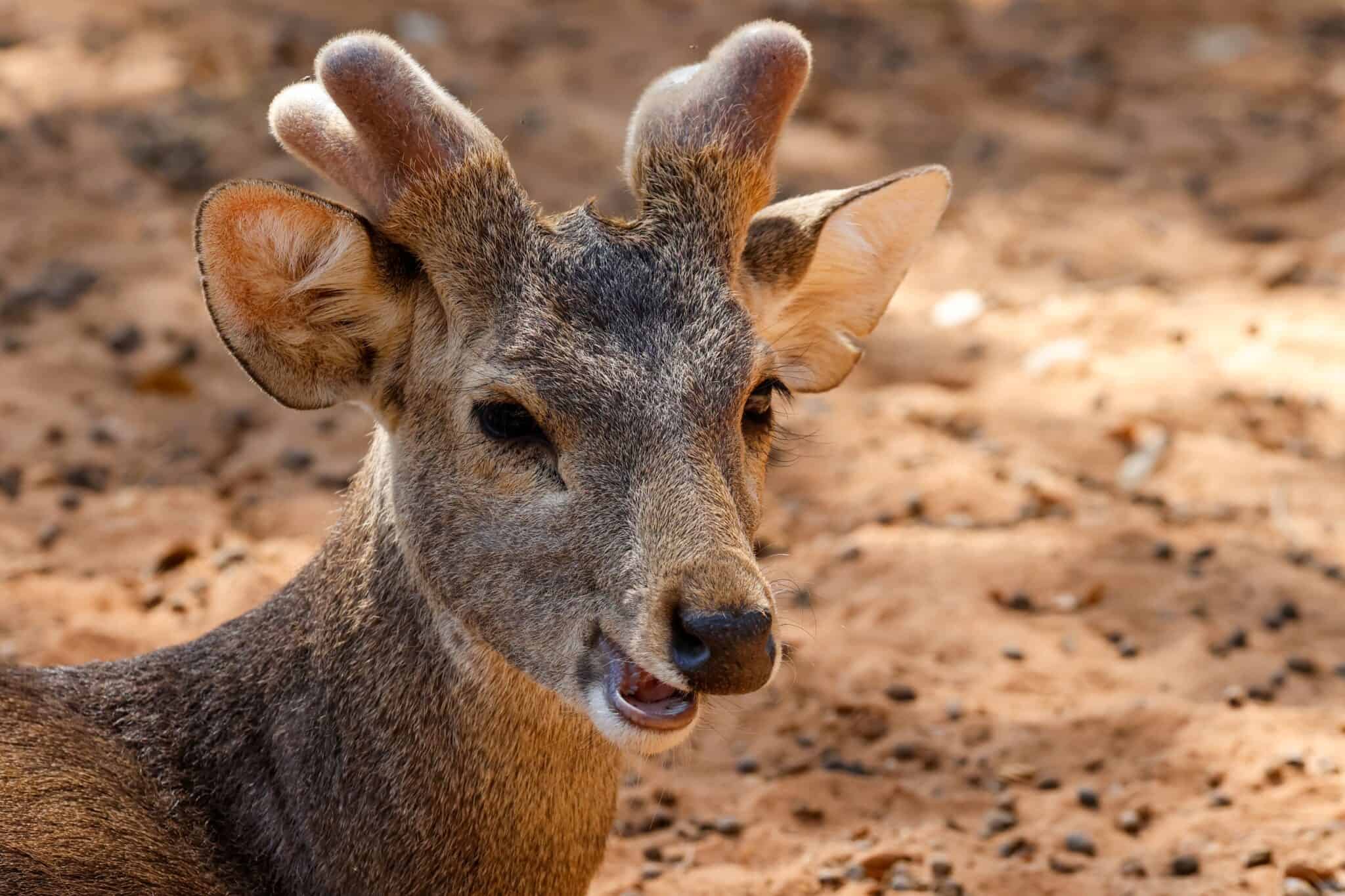 The 19 Rarest Deer and Antelope Species Around the World - Rarest.org