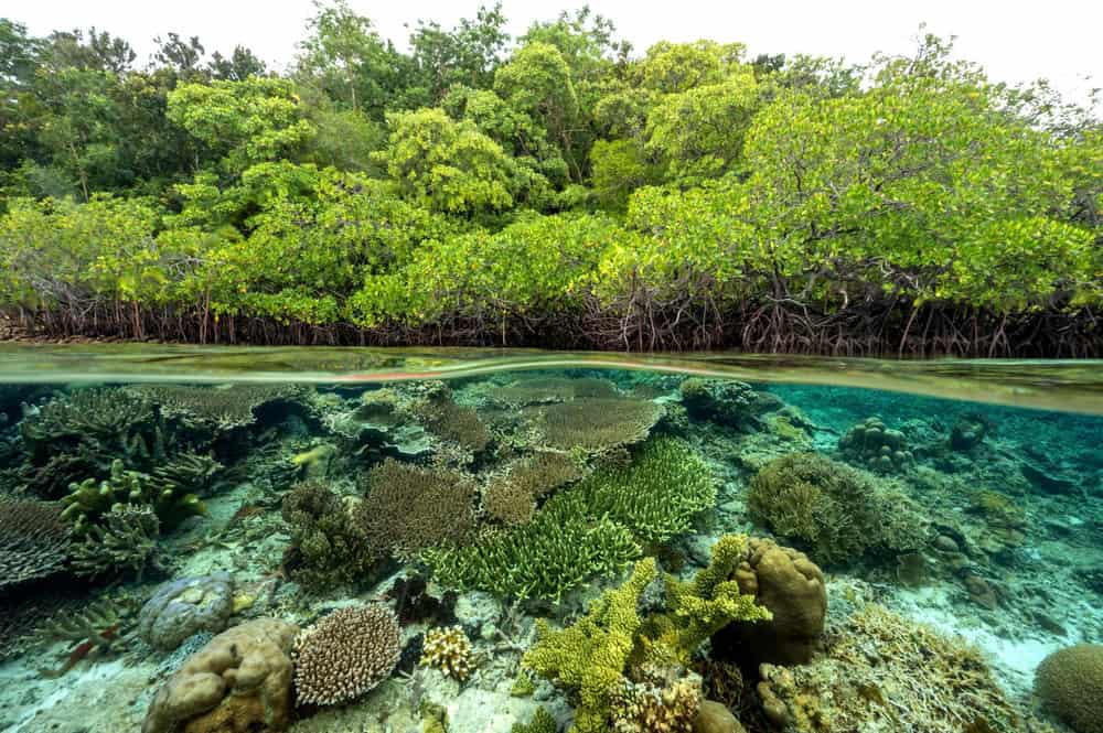 Raja Ampat Islands corals