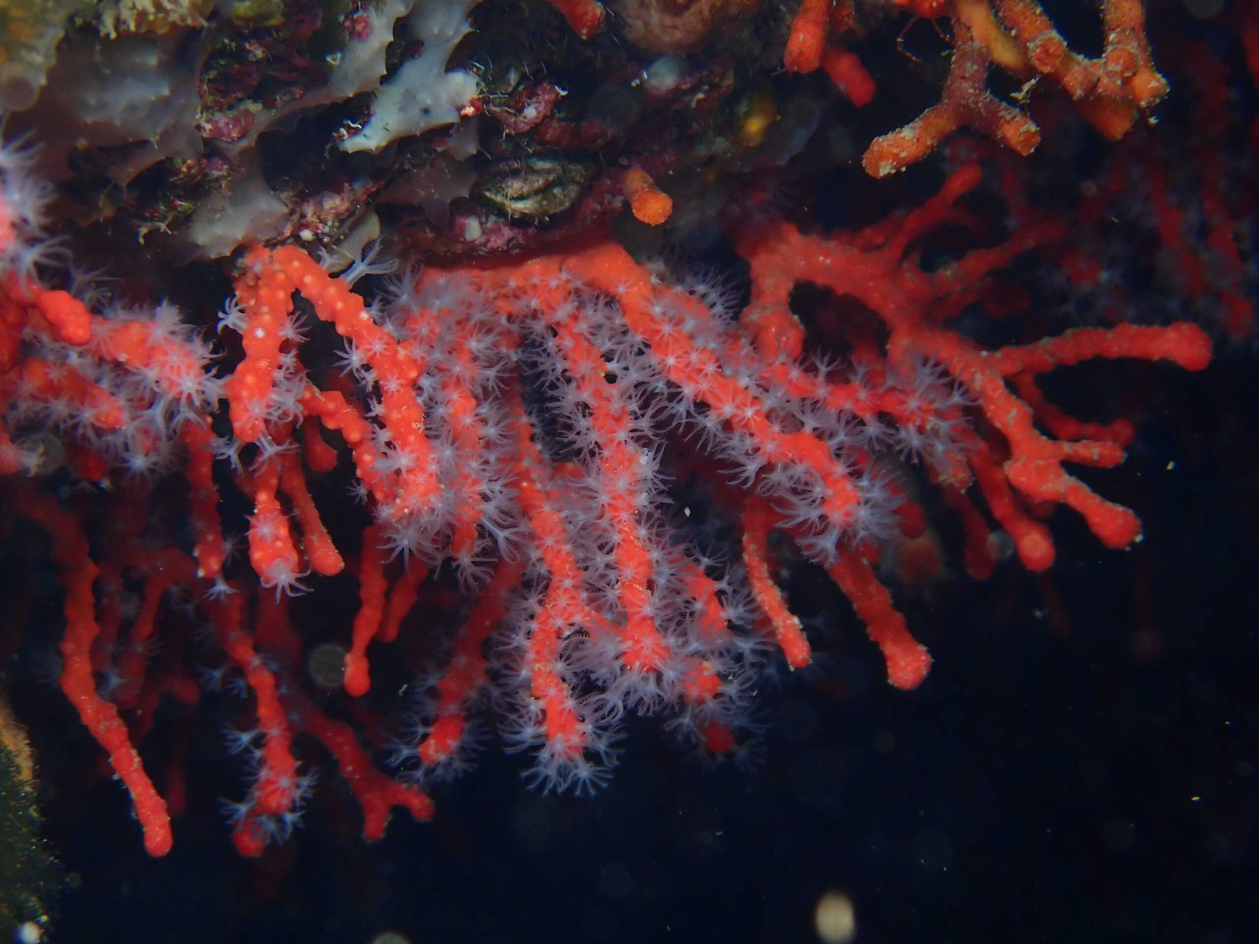 Red Coral (Corallium rubrum)