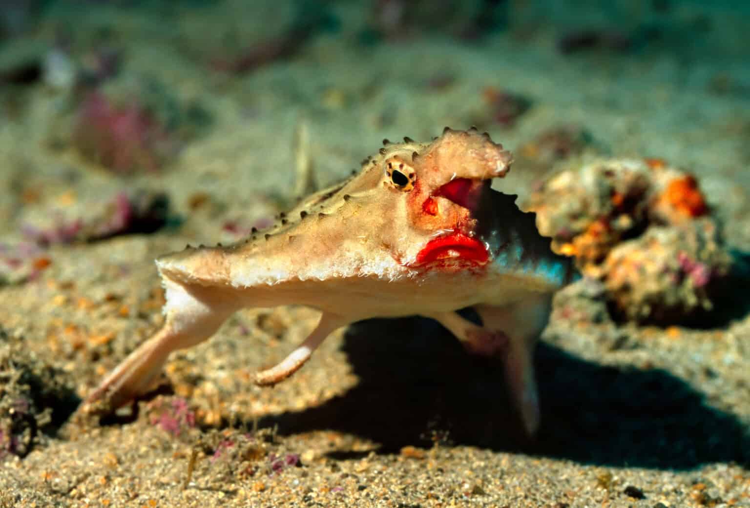 20 Most Unique Aquatic Creatures in the Ocean - Rarest.org