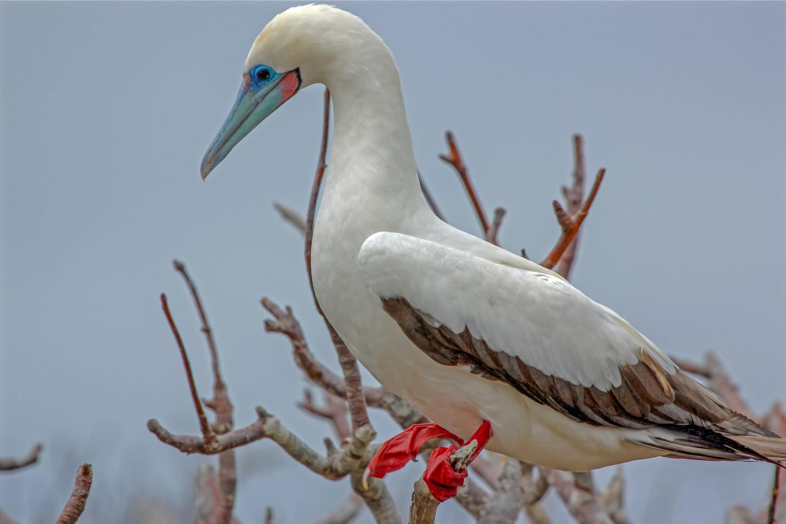 Red-footed Booby