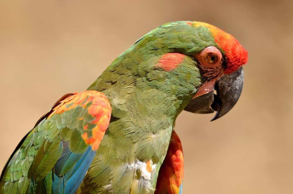 Red-fronted Macaw