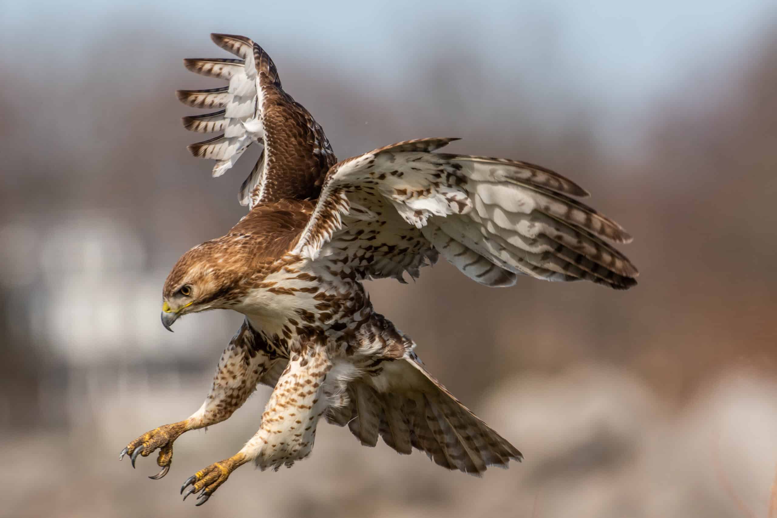 Red-tailed Hawk Feather