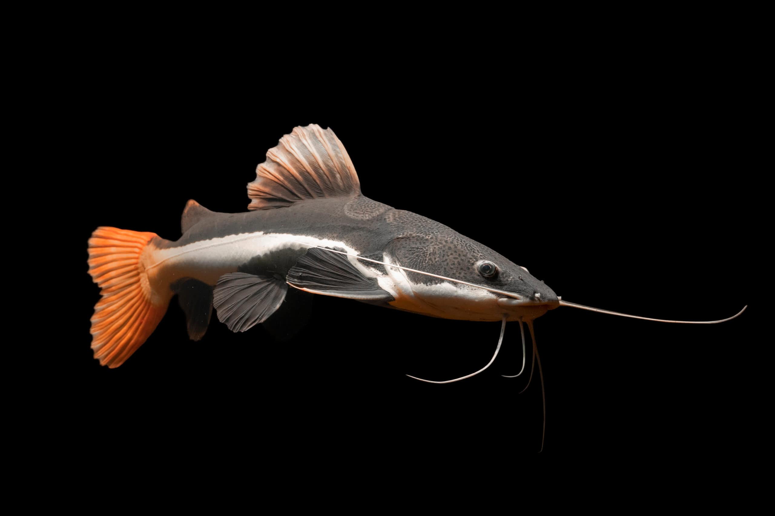 Redtail Catfish